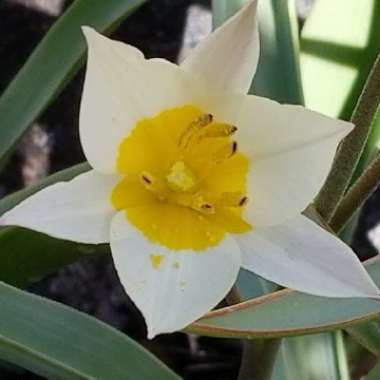 Tulipa turkestanica