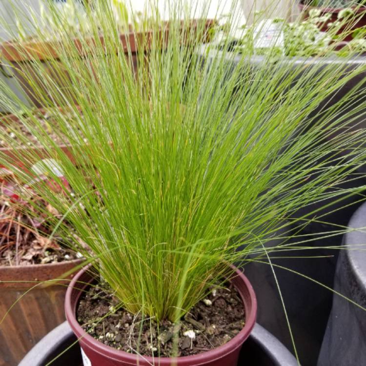 Plant image Nassella tenuissima syn. Stipa tenuissima