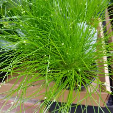 Isolepis Cernua 'Fairy Lights'