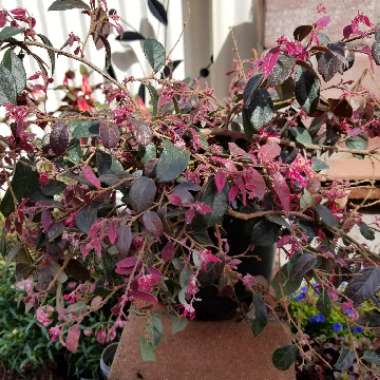 Loropetalum