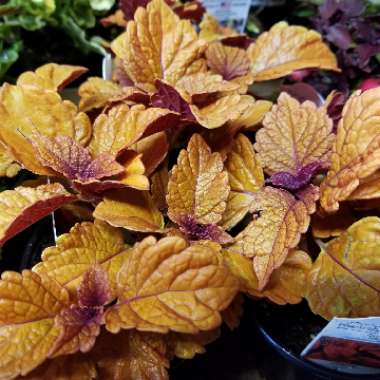 Solenostemon scutellarioides  syn. Plectranthus scutellarioides, Coleus scutellarioides, Coleus blumei