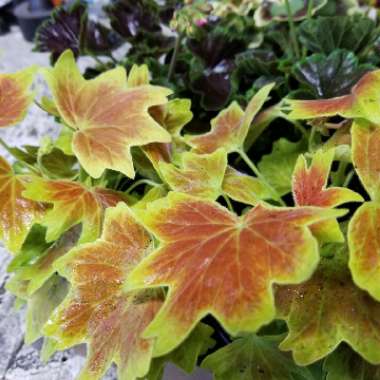 Pelargonium 'Vancouver Centennial'