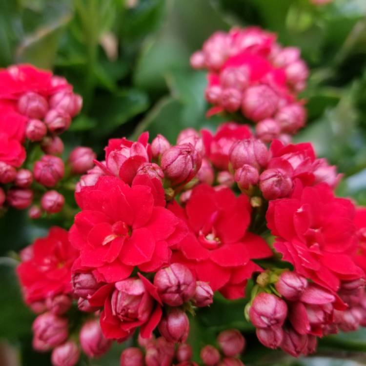 Kalanchoe blossfeldiana Pink Queen, Kalanchoe 'Pink Queen' - uploaded ...