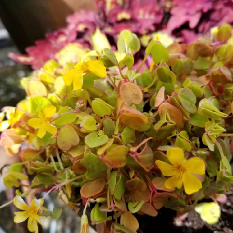 plant image 999609