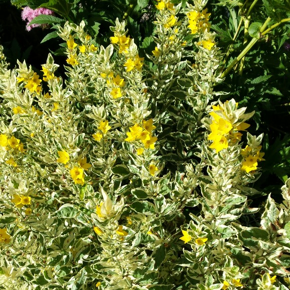plant image 158271