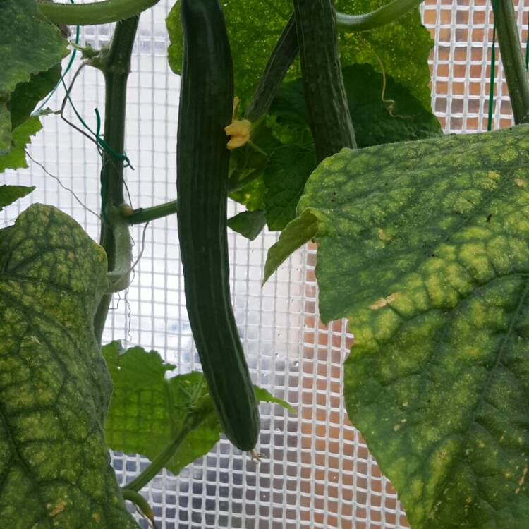 plant image 214058