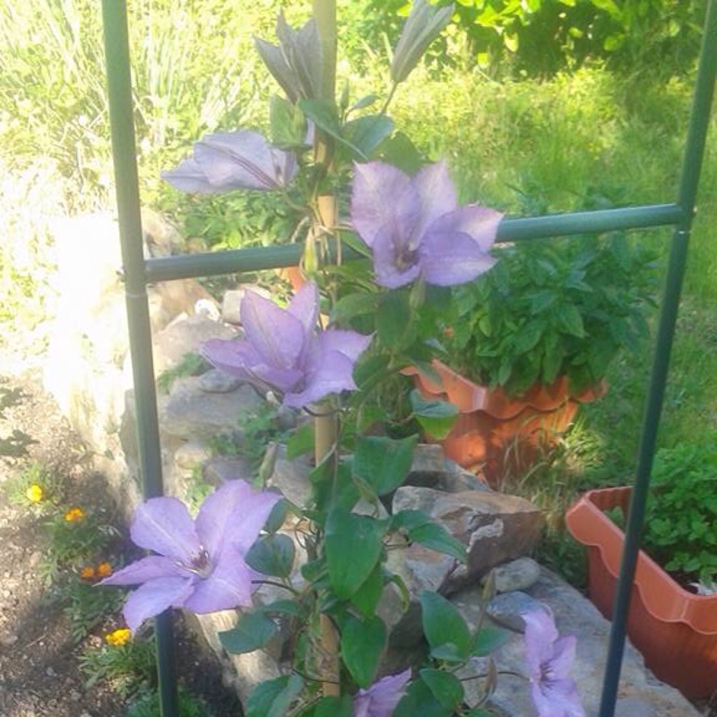 Plant image Clematis 'Paradise Queen'