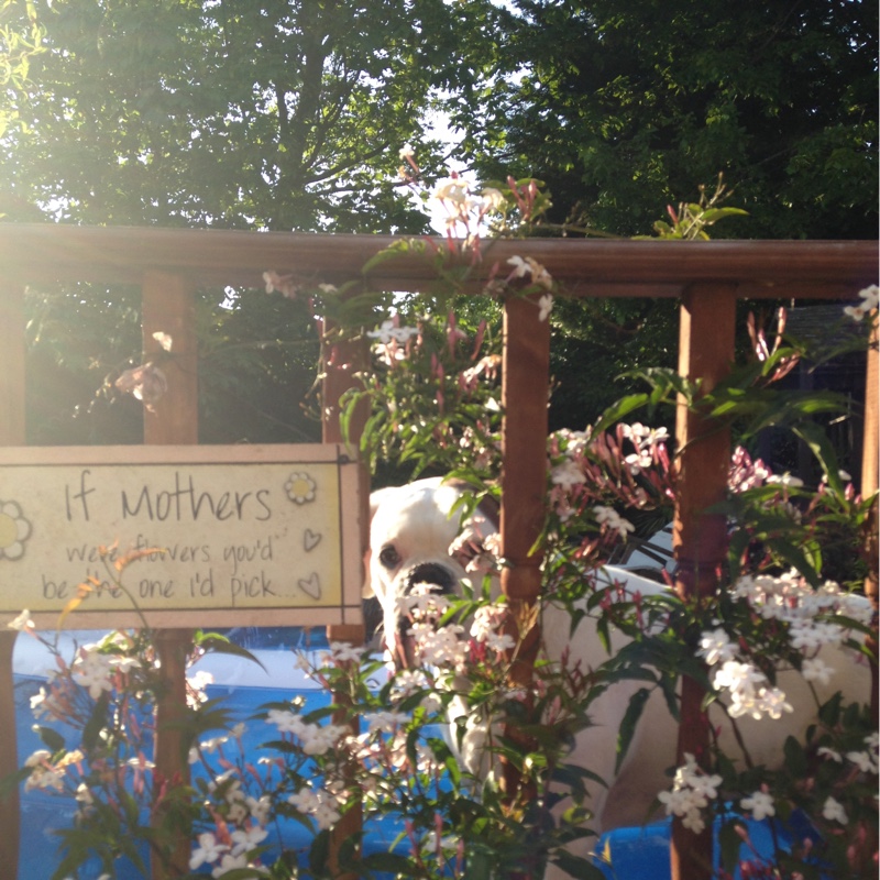 Star Jasmine