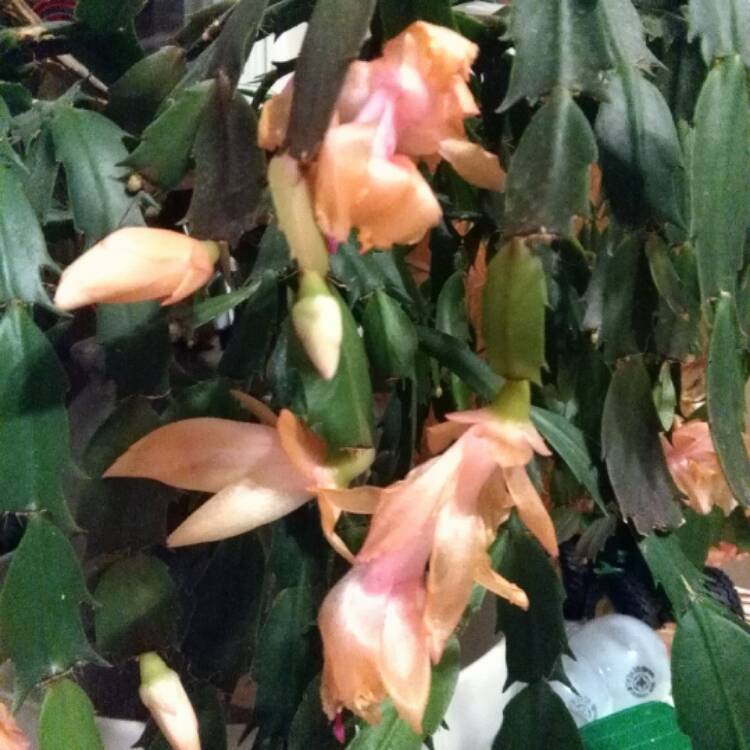 plant image 362225
