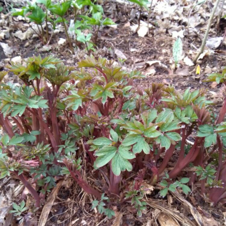 plant image 386752 plant image 386752
