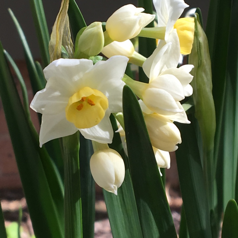 Narcissus 'Sailboat'
