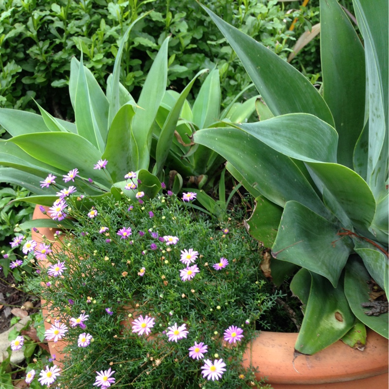 Plant image Brachyscome iberidifolia