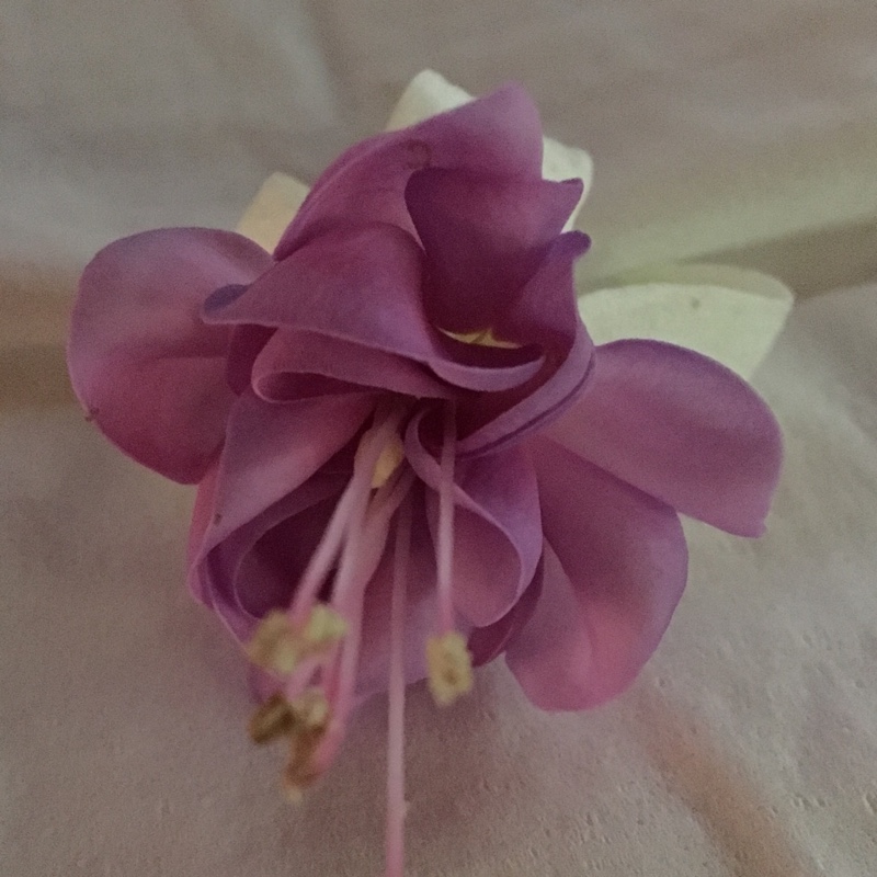 Plant image Fuchsia 'Blue Angel'