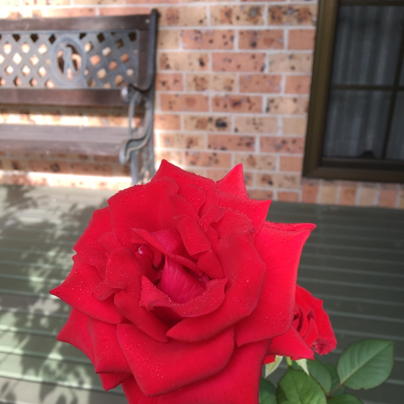 Plant image Rosa 'Mister Lincoln'