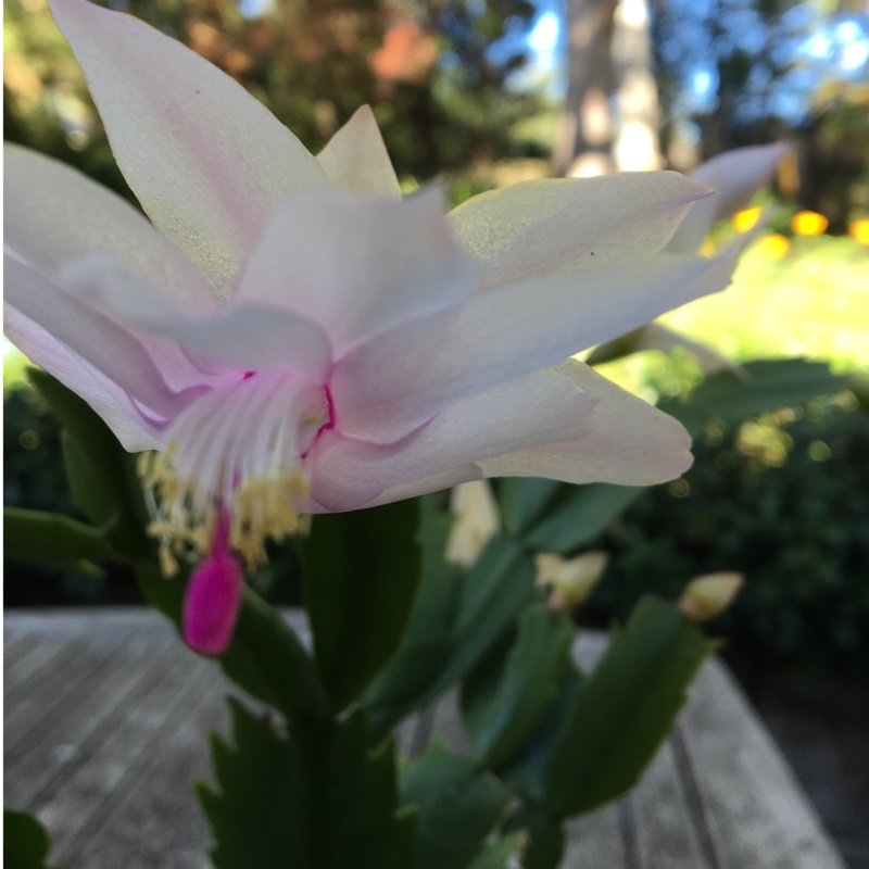 Plant image Rhipsalidopsis rosea