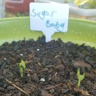 Watermelon 'Sugar Baby'
