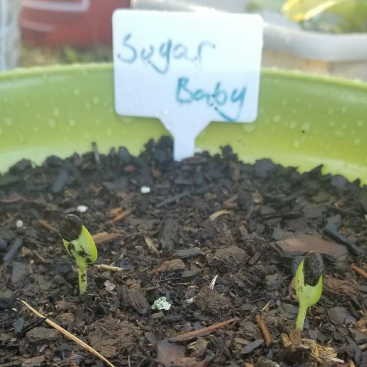 Plant image Citrullus Lanatus 'Sugar Baby'