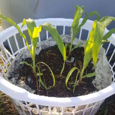 Sweet Corn 'Silver Queen'