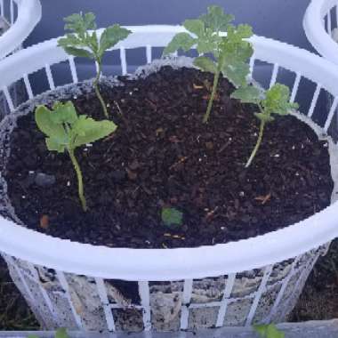Watermelon 'Jubilee'