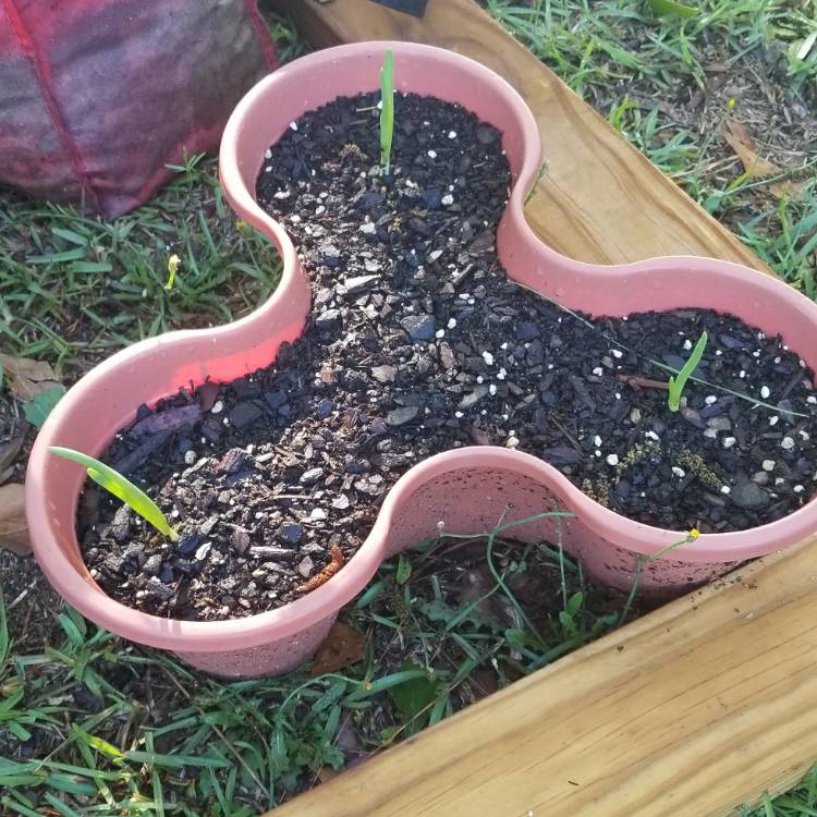 plant image 1277952