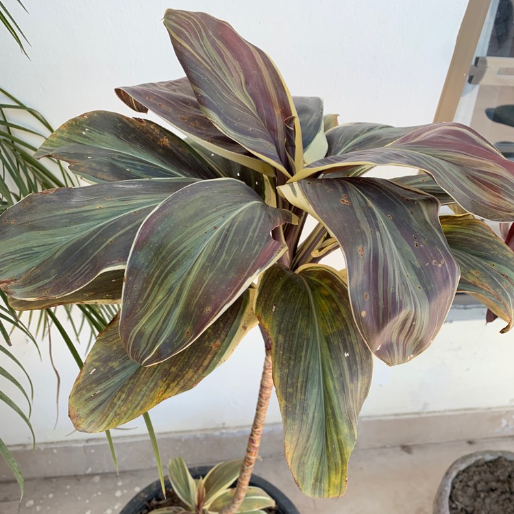 plant image 1229632