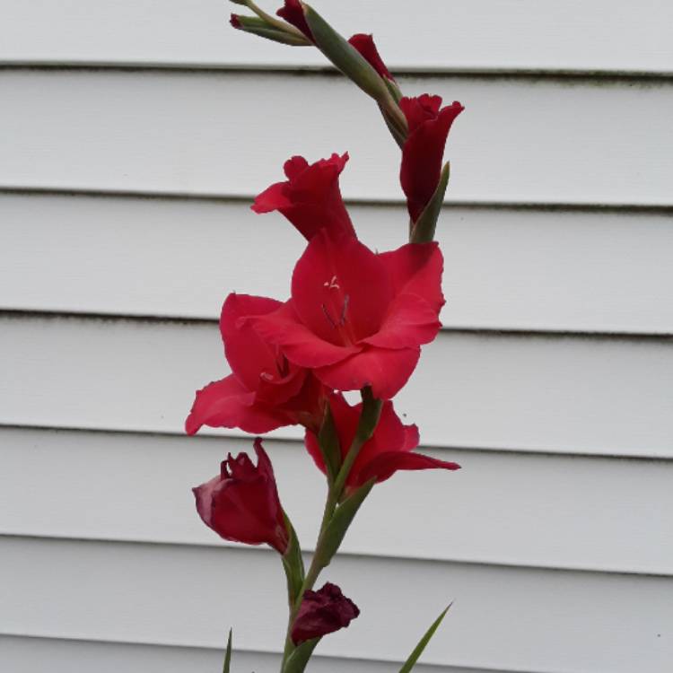 plant image 1140371