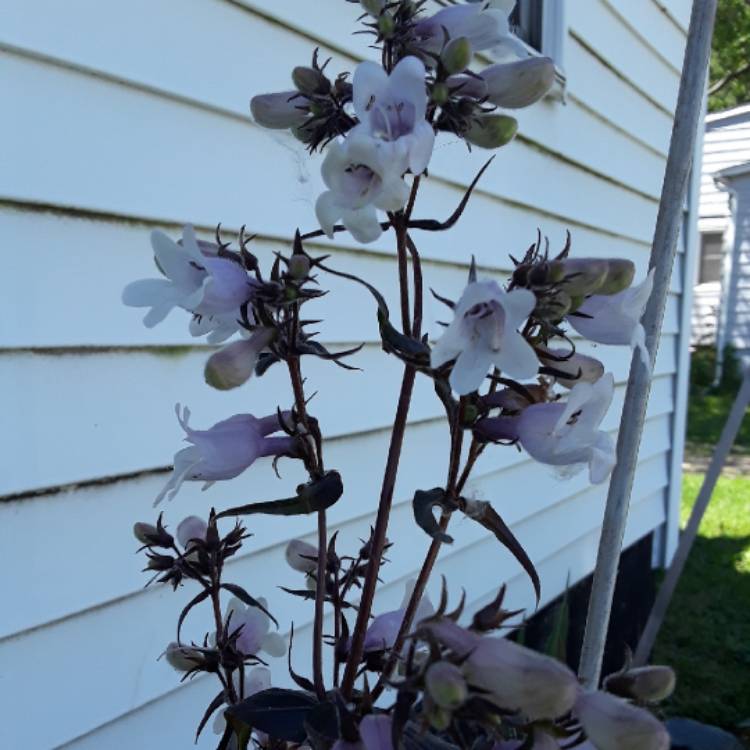 plant image 1141426