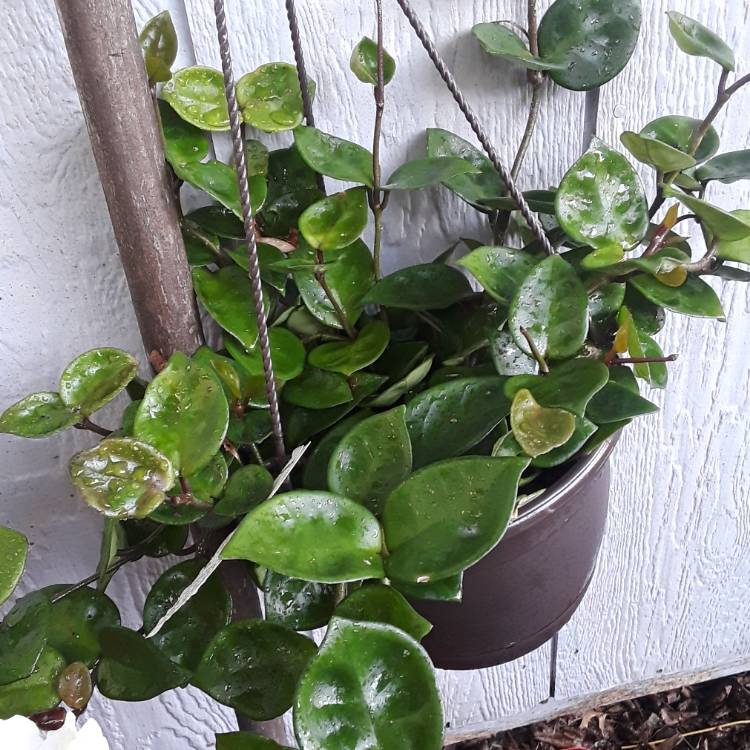 Plant image Hoya Carnosa 'Chelsea'
