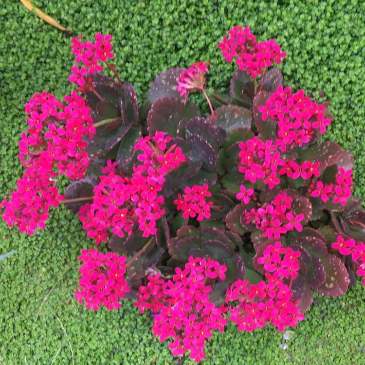 Plant image Kalanchoe blossfeldiana 'Calandiva Pink'