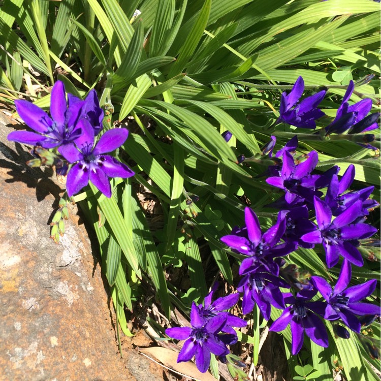 plant image 243536
