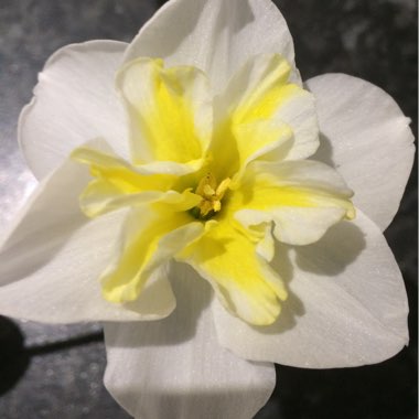 Narcissus