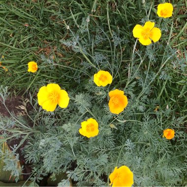 Papaver
