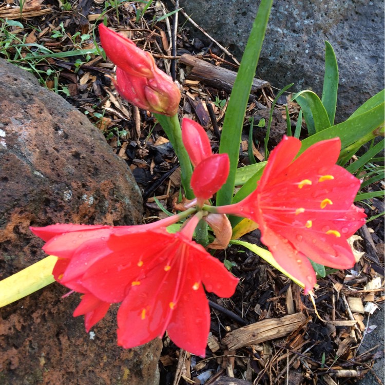 Plant image Vallota speciosa