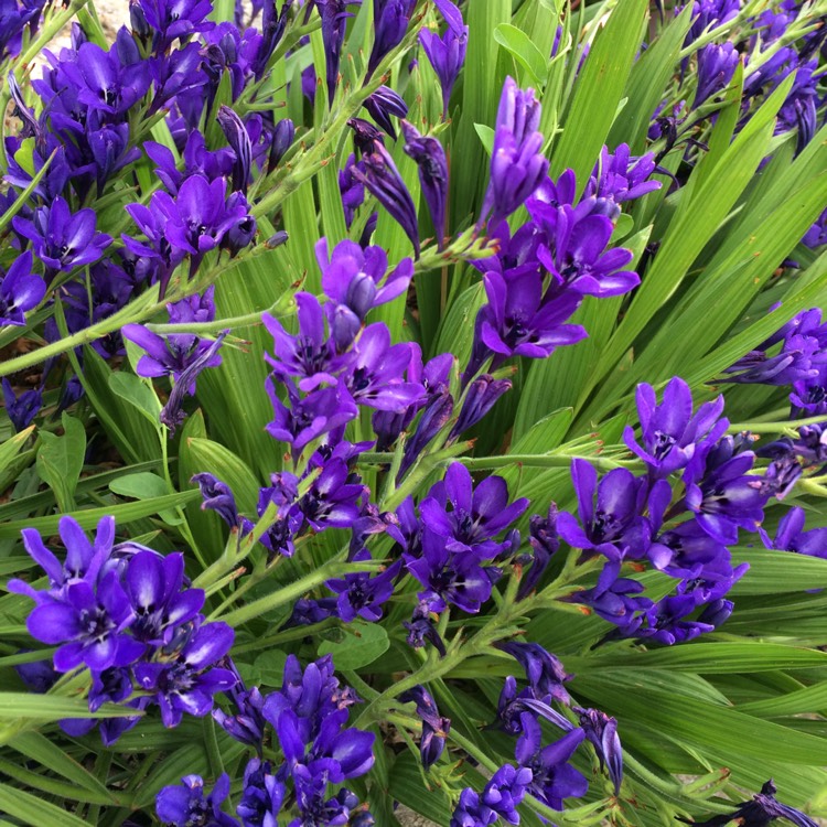 Plant image Babiana stricta