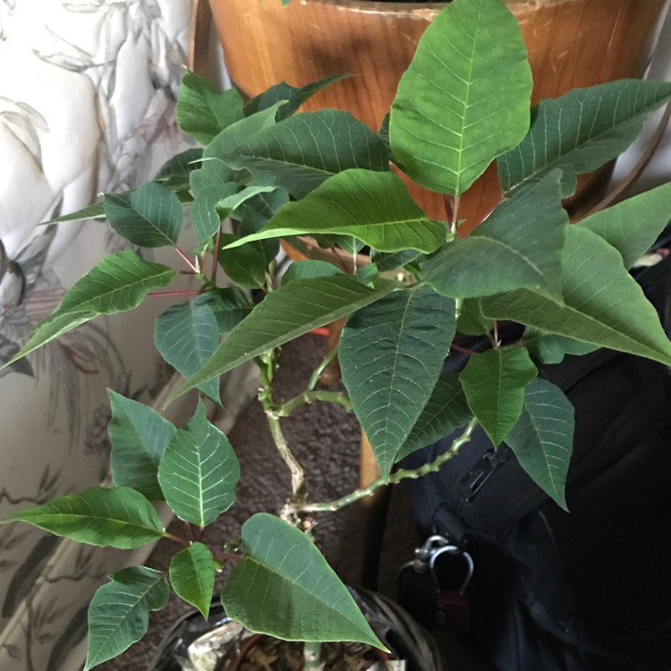 plant image 476383
