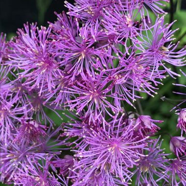 Thalictrum 'Black Stockings'