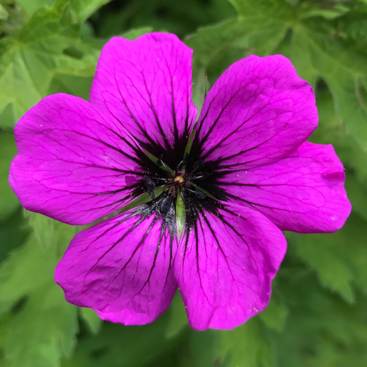 Plant image Geranium 'Patricia'