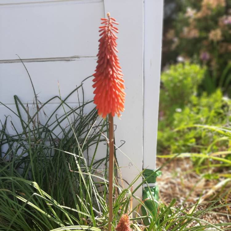 plant image 1129195