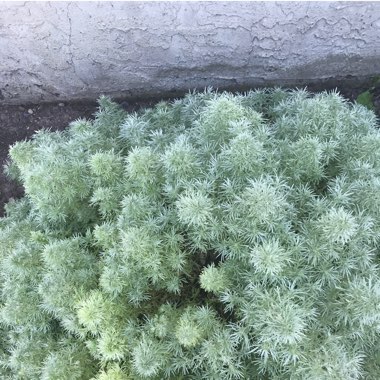 Artemisia schmidtiana