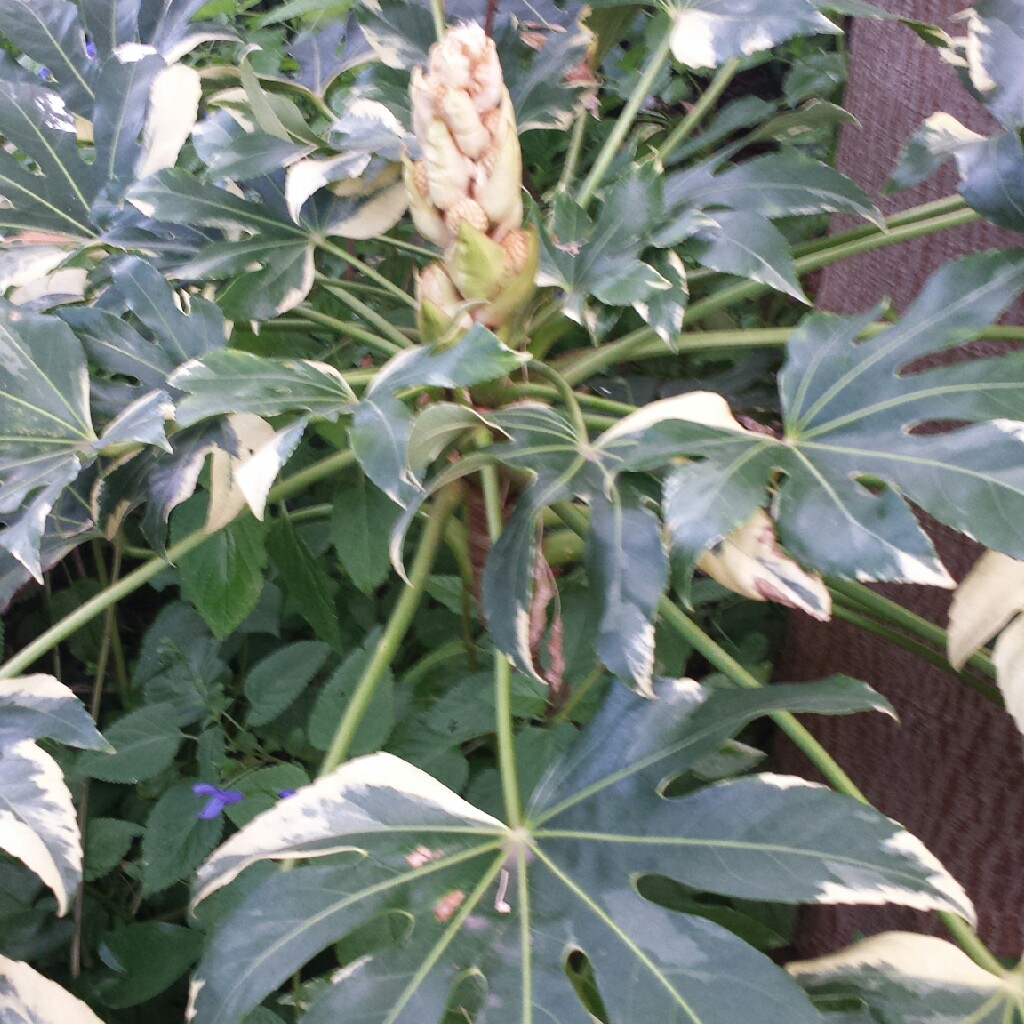 Japanese Aralia