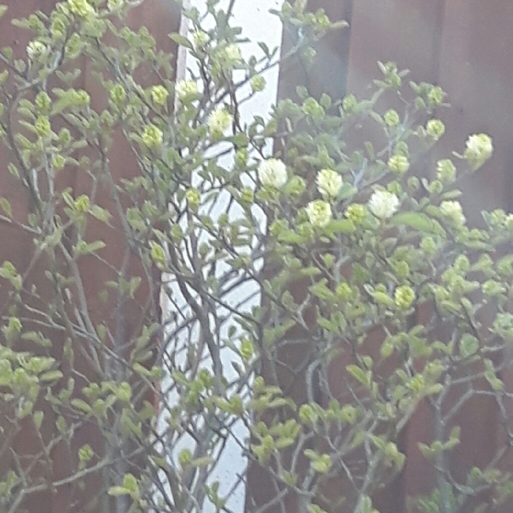 Sheila 's garden