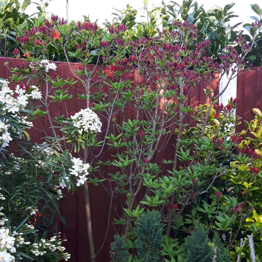 Sheila 's garden