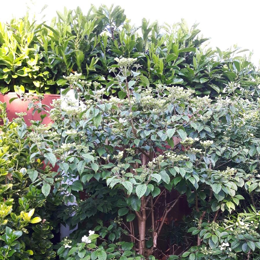 Sheila 's garden