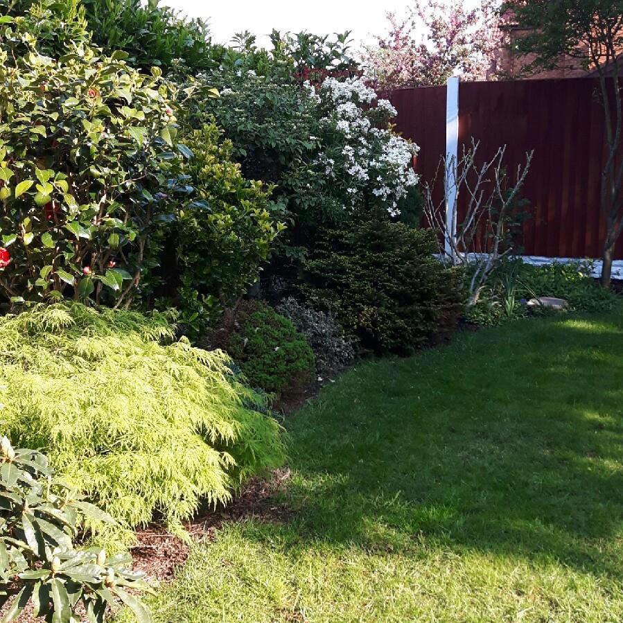 Sheila 's garden