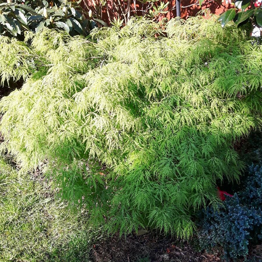 Sheila 's garden
