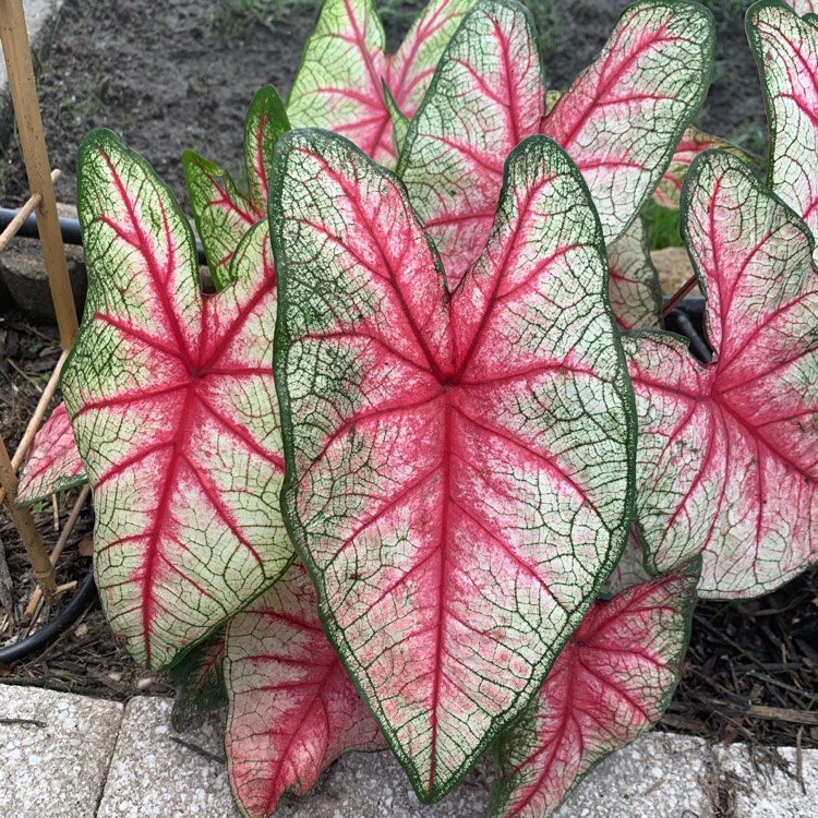 Plant image Caladium hortulanum 'Pink Cloud'