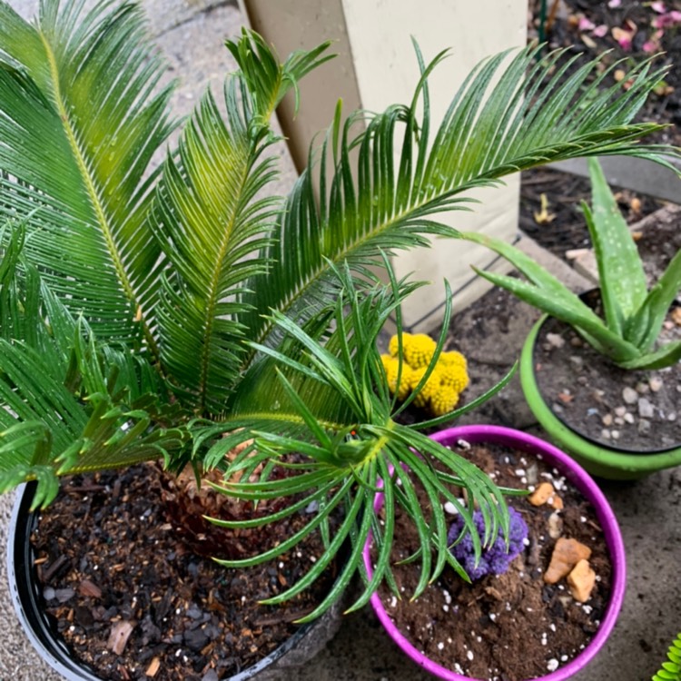 Plant image Encephalartos altensteinii