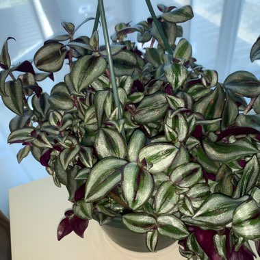 Tradescantia zebrina  syn. Tradescantia tricolor, Tradescantia zebrina pendula, Tradescantia pendula