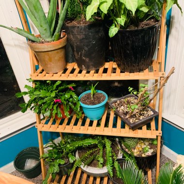 Danny's garden