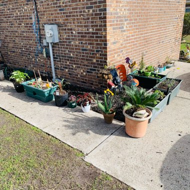 Danny's garden